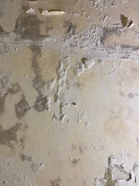 Best Mold Removal and Inspection  in Gonzales, CA