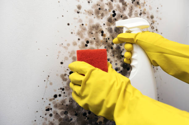 Best Mold Removal and Inspection  in Gonzales, CA