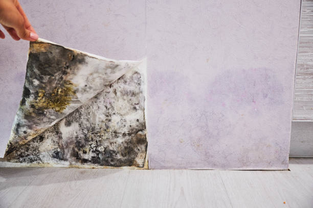 Mold Removal and Inspection in Gonzales, CA